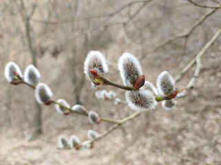 branch of pussy willow close up