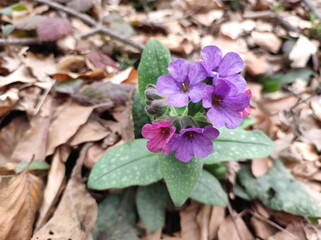 wild purple flower growing in the forest
