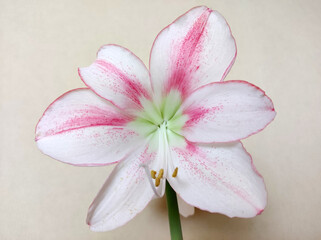 Fototapeta na wymiar white amaryllis flower with pink stripes in bloom close up