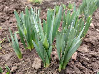 young narcissus and hyacinth plants growing in the garden