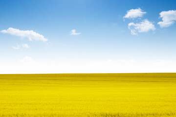 Le drapeau ukrainien jaune blé et bleu ciel