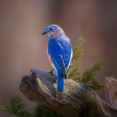 Naklejka premium bluebird 
