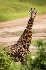 Portrait of a giraffe looking on the camera during safari in Tarangire National Park, Tanzania.