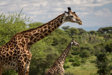 Beatiful girrafe during safari in Tarangire National Park, Tanzania..