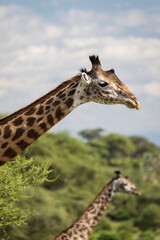 Beatiful girrafe during safari in Tarangire National Park, Tanzania..