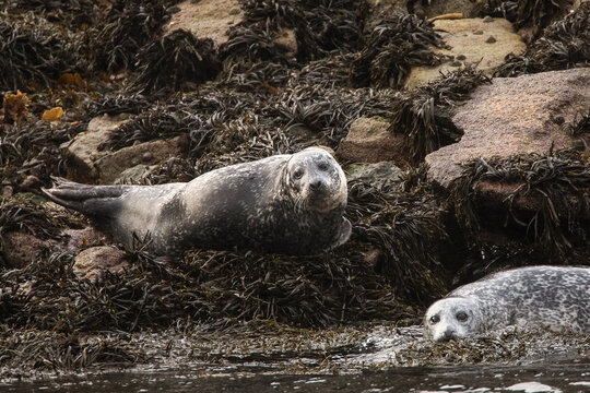 Harbor seal resting on a big bed of seaweed in Scotland..