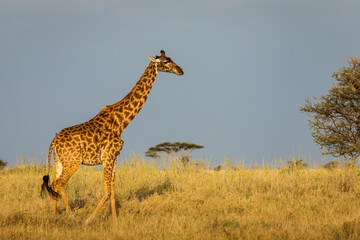 Giraffe with trees in background during sunset safari in Serengeti National Park, Tanzania. Wild nature of Africa..