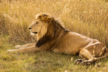 Closeup of a lion resting in the grass during safari in Serengeti National Park, Tanzania. Wild nature of Africa..