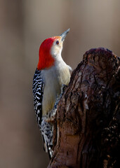 red-bellied woodpecker