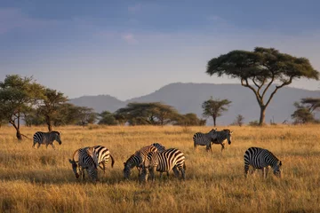 Wall murals Zebra African zebras at beautiful landscape during sunrise safari in the Serengeti National Park. Tanzania. Wild nature of Africa..