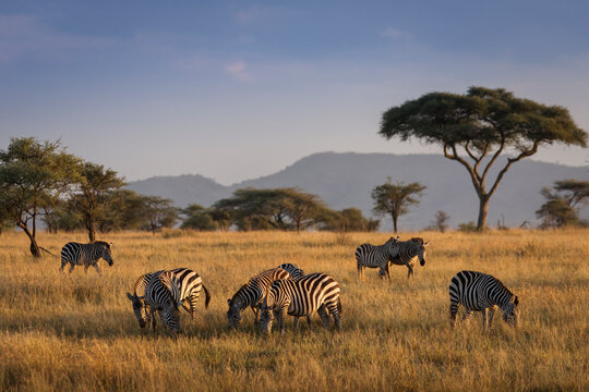 Fototapeta African zebras at beautiful landscape during sunrise safari in the Serengeti National Park. Tanzania. Wild nature of Africa..