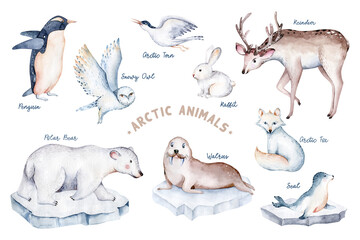 polar arctic animals watercolor collection set. snowy owl. reindeer. polar bear. fox. penguin, walrus. seal and oeca, hare whale