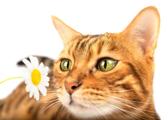 The cat sniffs a chamomile flower on a white background.