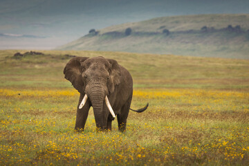 Fototapeta na wymiar Elephant eating grass during safari in National Park of Ngorongoro, Tanzania. Beautiful yellow flowers around him. Wild nature of Africa.