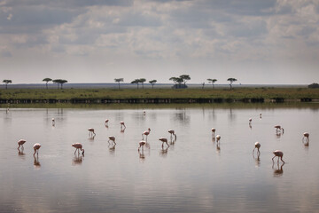 Group of flamingo birds on lake with acacia trees in background during safari in Serengeti National...