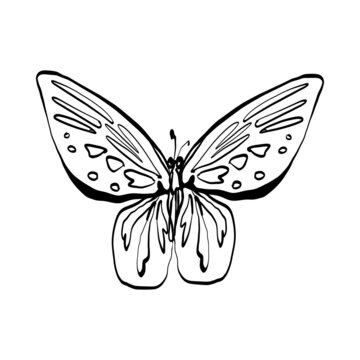 Black line doodle big butterfly. Vector Outline illustration. Nature monochrome line art design. Hand drawn simple linear art
