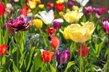 Colorfu springl tulip flowers field in sunlight.