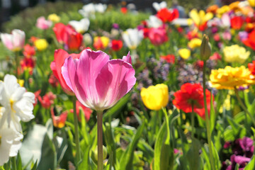 Colorful spring tulip flowers field in sunlight.