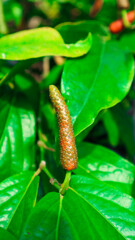Green long pepper with green leaves