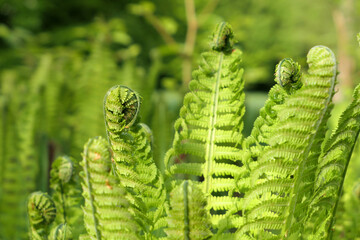 Ostrich fern spring leaves growing in the garden