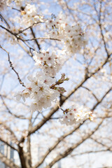 満開の川沿いのソメイヨシノの花　背景　風景