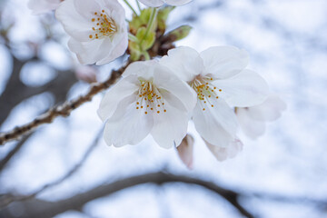 Obraz premium 満開の川沿いのソメイヨシノの花 背景 風景