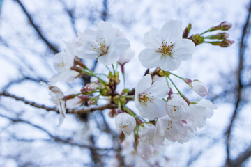 満開の川沿いのソメイヨシノの花　背景　風景