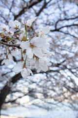 満開の川沿いのソメイヨシノの花　背景　風景

