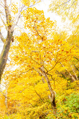 伯耆大山　元谷林道の紅葉