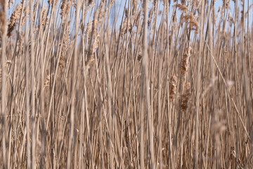 Fototapeta premium Water plants in perfect natural sunlight in the wind close up, natural textured backgrounds photograph.