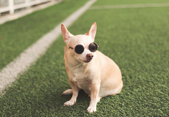 brown chihuahua dog wearing sunglasses sitting in green grass or soccer field  in morning sunlight.