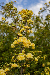 close-up Lady Banks rose, just Banks rose or Rosa banksiae, small light yellow inflorescences of roses and buds, April, spring