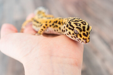 Leopard Gecko (eublepharis macularius) held in hand, close up detail