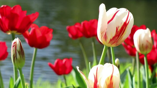 Tulip flowers and drop water. Tulips flower background