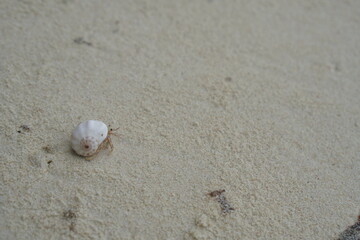shell on the beach