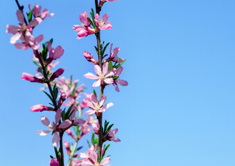 Almond blossoms with copy space for your text. Blooming spring background.