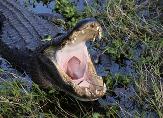 Alligator toothy yawn 