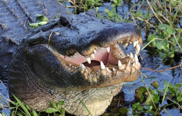 Alligator toothy yawn 