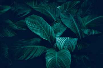 abstract green leaf texture, nature background, tropical lea