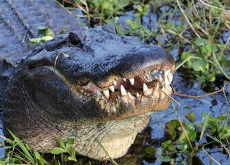 Obraz premium Alligator toothy yawn 