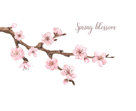 Hand painted sakura tree illustration. Watercolor cherry blossom. Spring pink flowers on a branch, isolated on white background.