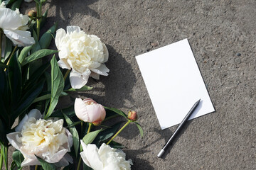 Beautiful white peonies on a gray concrete background, postcard and pencil. A bouquet of pale pink flowers, cement texture. Bloom, leaves, and buds. Great for mockup. - 490325045