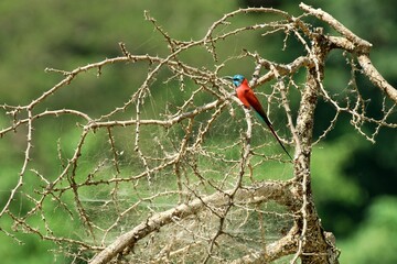 Ein Scharlachspint (Merops nubicus) auf einem dornigen Busch, Äthiopien.