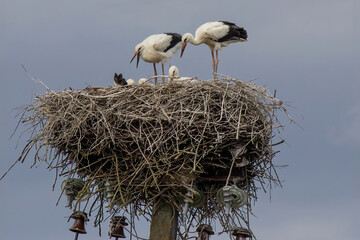 Storks in the nest