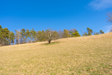 Spring Reborn, Wiedergeborene Frühling, Europa, Switzerland, Mountain, Forest, Sunny day, Lonely...