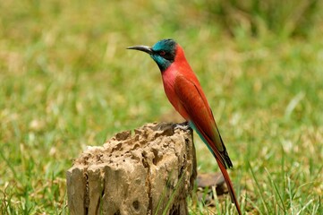 Ein Scharlachspint (Merops nubicus) auf einem Pfahl, Äthiopien.
