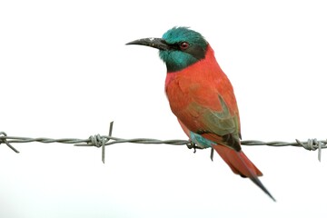 Ein Scharlachspint (Merops nubicus) auf einem Drahtzaun, Äthiopien.