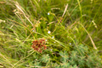 close up of brown grass seeds