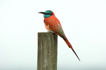 Ein Scharlachspint (Merops nubicus) auf einem Pfahl, Äthiopien.