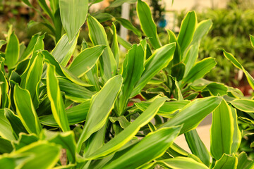 Dracaena Fragans Gold Coast plants in the garden